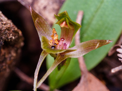 Chiloglottis triceratops