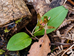Chiloglottis triceratops