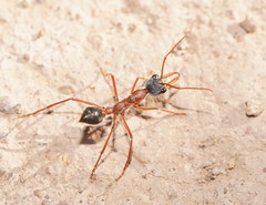 Myrmecia nigriceps