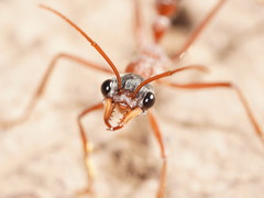 Myrmecia nigriceps