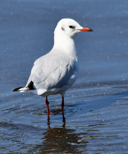 Black-headed Gull