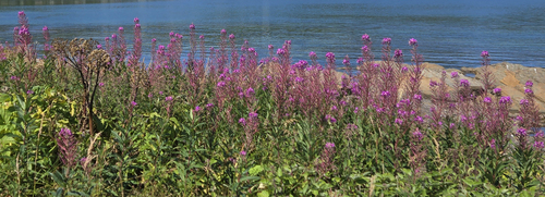fireweed