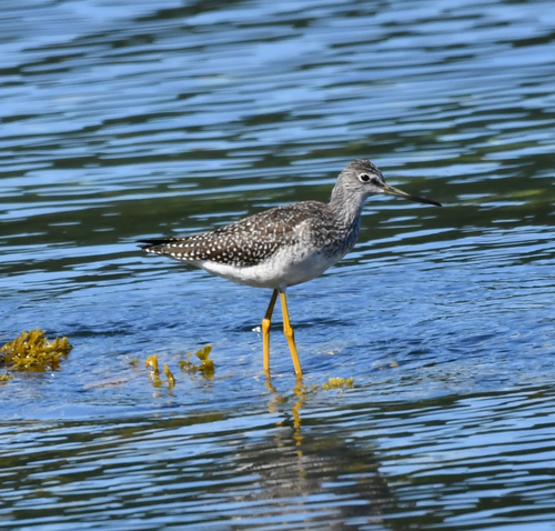 Greater Yellowlegs