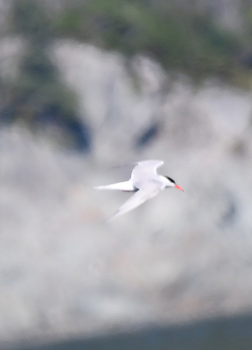 Common Tern