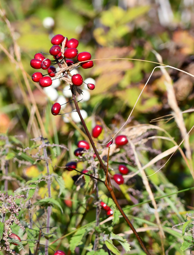 red baneberry