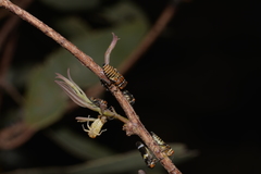 Eurymeloides punctata