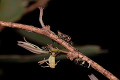 Eurymeloides punctata