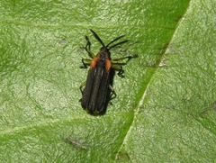 Heterispa vinula