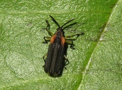 Heterispa vinula
