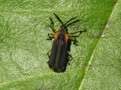 Heterispa vinula