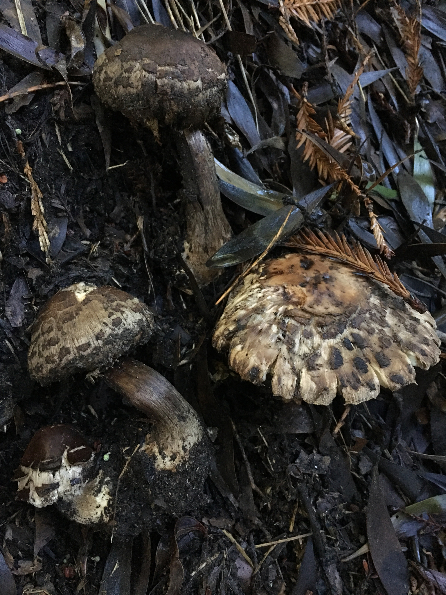 Chlorophyllum brunneum image