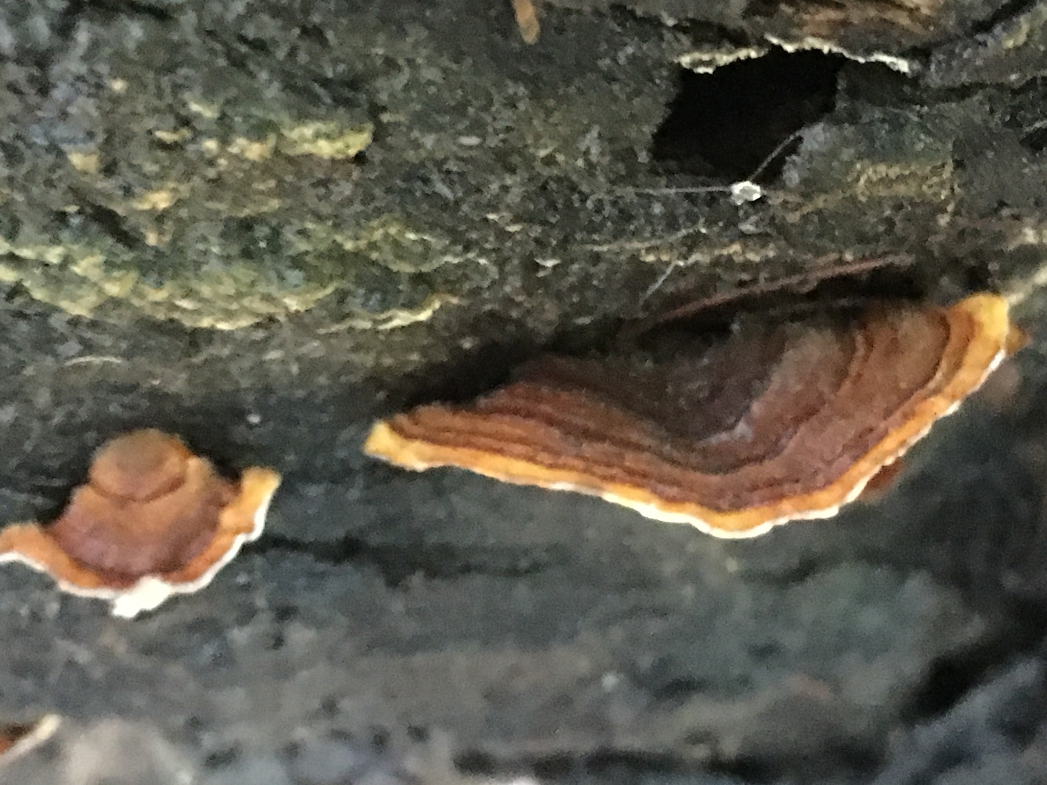 Stereum hirsutum image