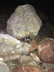 Eudyptula minor iredalei