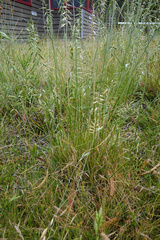 Australopyrum pectinatum