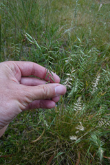 Australopyrum pectinatum