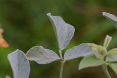 Rhynchosia albissima