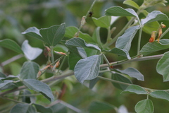 Rhynchosia albissima