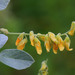 Rhynchosia albissima - Photo (c) tjeerd, algunos derechos reservados (CC BY-NC), subido por tjeerd