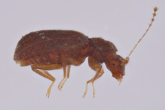 Dasycerus carolinensis