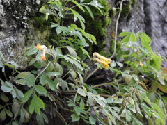 Pseudofumaria lutea