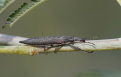 Rhinotia phoenicoptera
