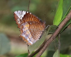 Elymnias hypermnestra