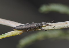 Rhinotia phoenicoptera