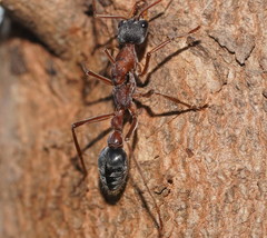 Myrmecia nigriceps