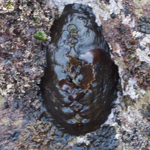 Black Leather Chiton
