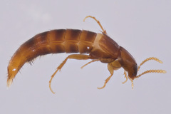 Ischnosoma suteri