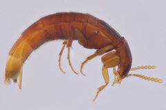 Ischnosoma lecontei
