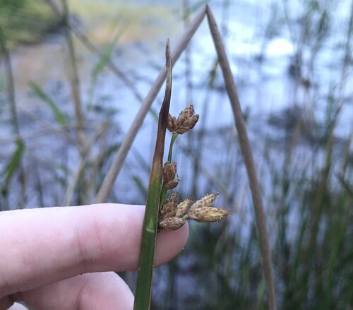 Schoenoplectus triqueter, photograph 6