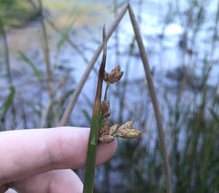 Schoenoplectus triqueter, photograph author not stated, no rights reserved