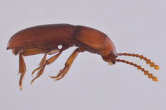 Catopocerus appalachianus