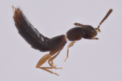 Ocyustiba appalachiana