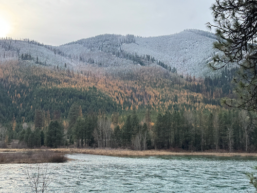 Western larch (Larix occidentalis)