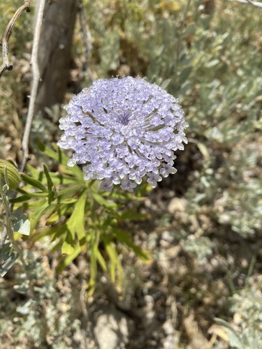 Trachymene coerulea, photograph 1