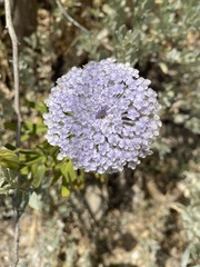 Trachymene coerulea, photograph (c) Enrica Longo, some rights reserved (CC BY)