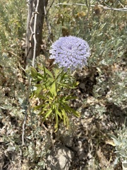 Trachymene coerulea, photograph (c) Enrica Longo, some rights reserved (CC BY)