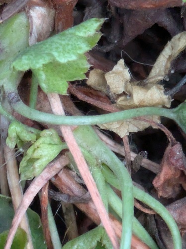 Heuchera bracteata, photograph 3