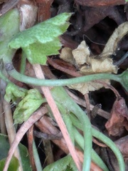 Heuchera bracteata, photograph (c) Eric Knight, some rights reserved (CC BY)