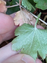 Heuchera bracteata, photograph (c) Eric Knight, some rights reserved (CC BY)