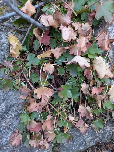 bracted alumroot (Heuchera bracteata)