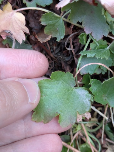 Heuchera bracteata, photograph 6