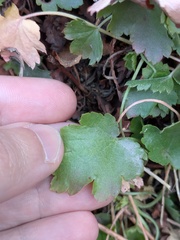 Heuchera bracteata, photograph (c) Eric Knight, some rights reserved (CC BY)