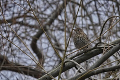 Turdus philomelos