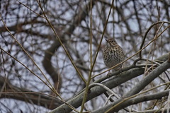 Turdus philomelos
