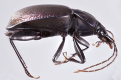 Sphaeroderus