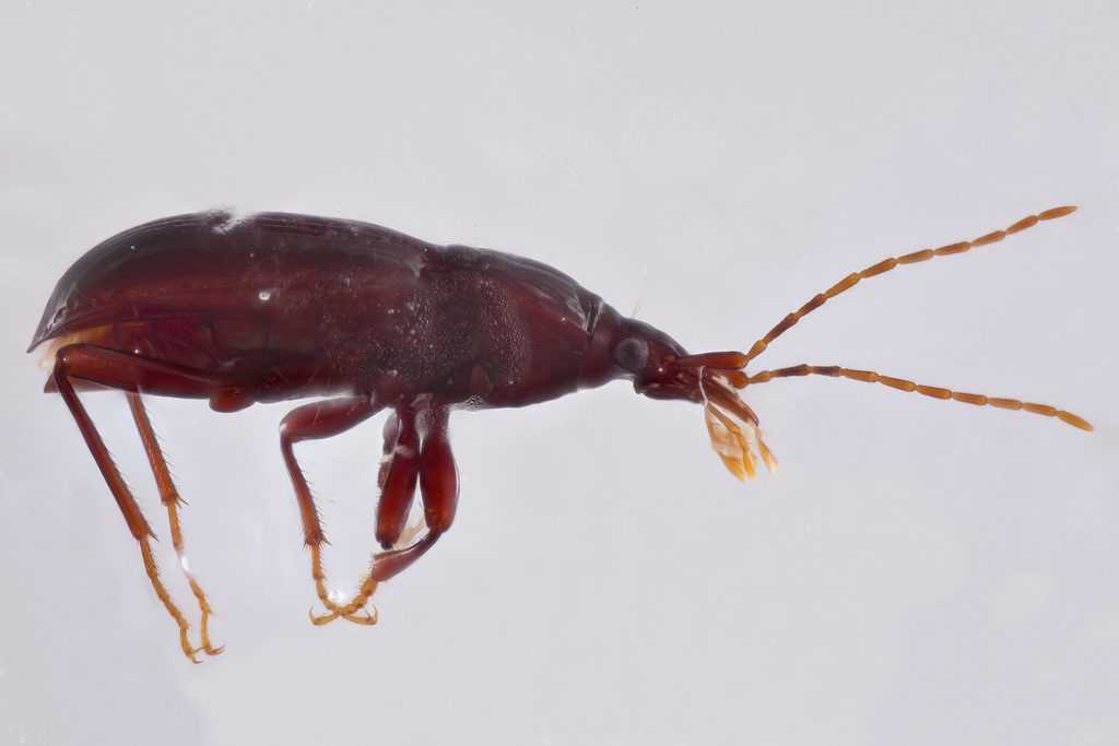 Maronetus