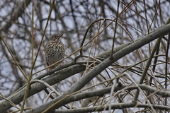 Turdus philomelos
